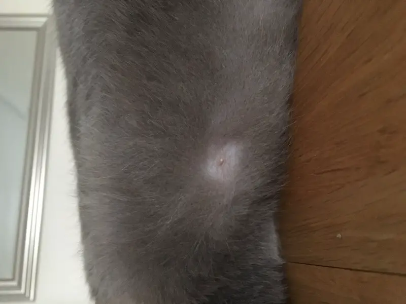 Mon chat a une petite boule sur le ventre - Page 1 sur 1 - Forum sur les  chats